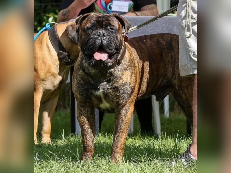 Bullmastiff Deckrüde