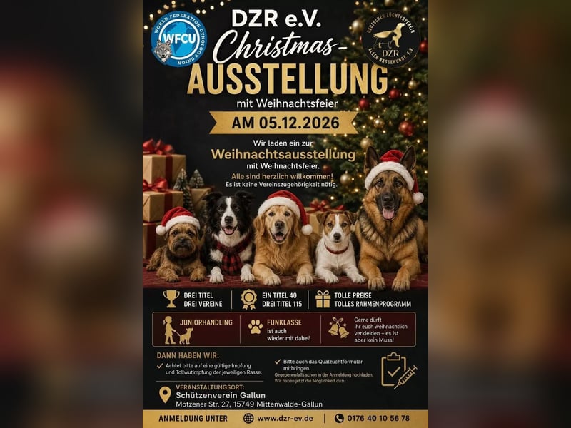 Bullmastiff Deckrüde