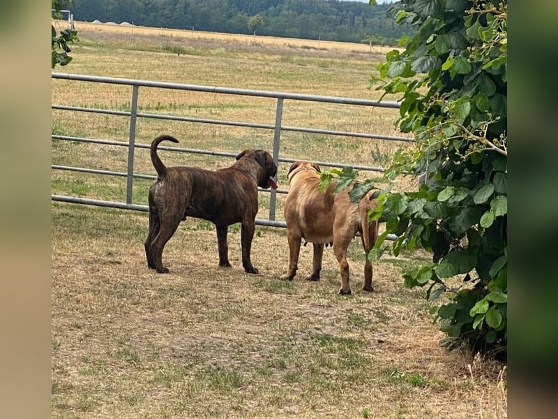 Bullmastiff Deckrüde
