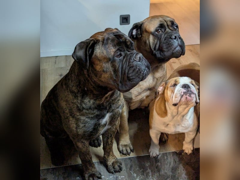 Bullmastiff Deckrüde