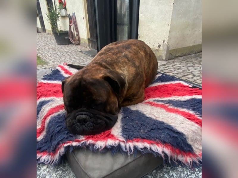 Bullmastiff Deckrüde
