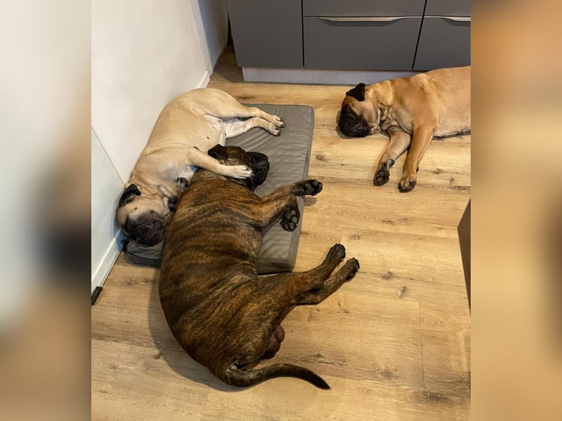 Bullmastiff Deckrüde