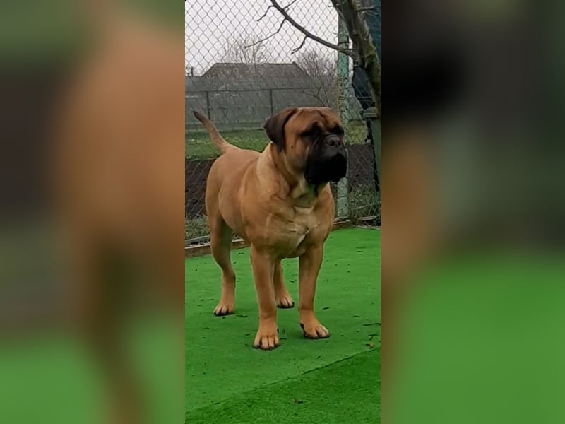 Bullmastiff Welpen