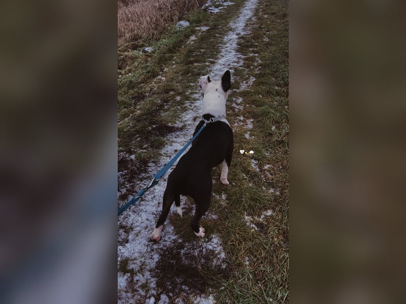 Ich bin milow und suche ein Zuhause