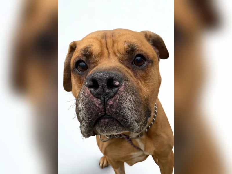 Teddy ❤️ sanfter, lieber Hundebegleiter