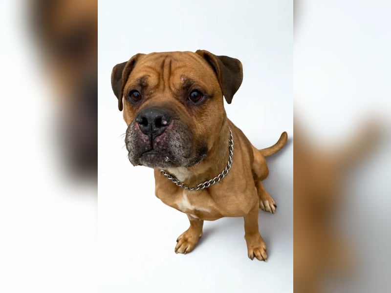 Teddy ❤️ sanfter, lieber Hundebegleiter