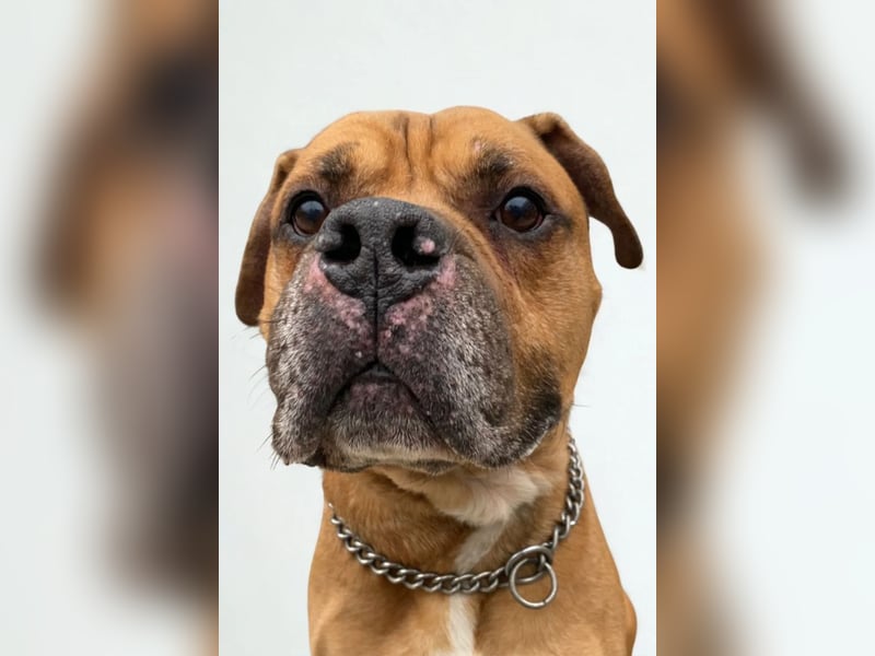 Teddy ❤️ sanfter, lieber Hundebegleiter