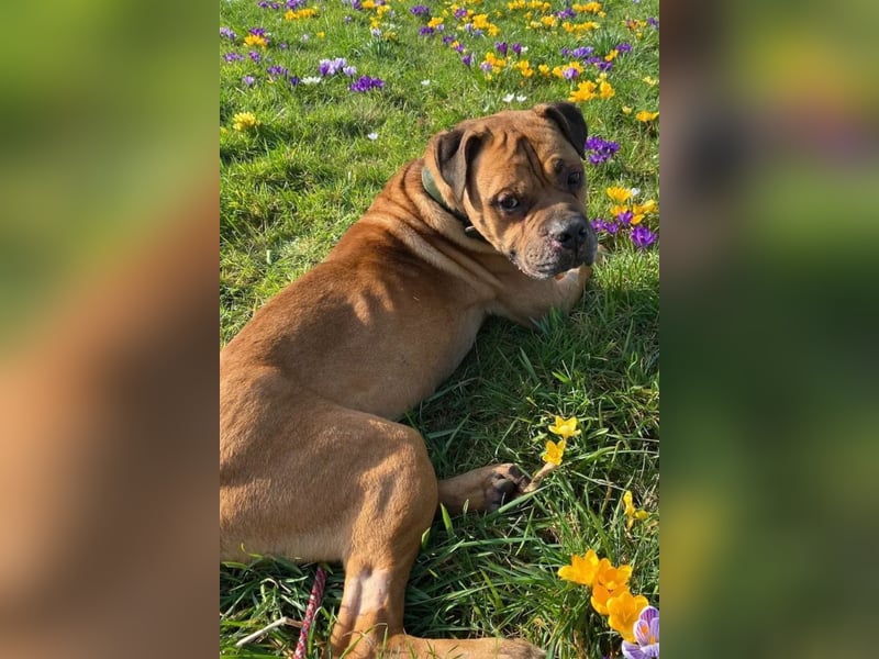 Teddy ❤️ sanfter, lieber Hundebegleiter