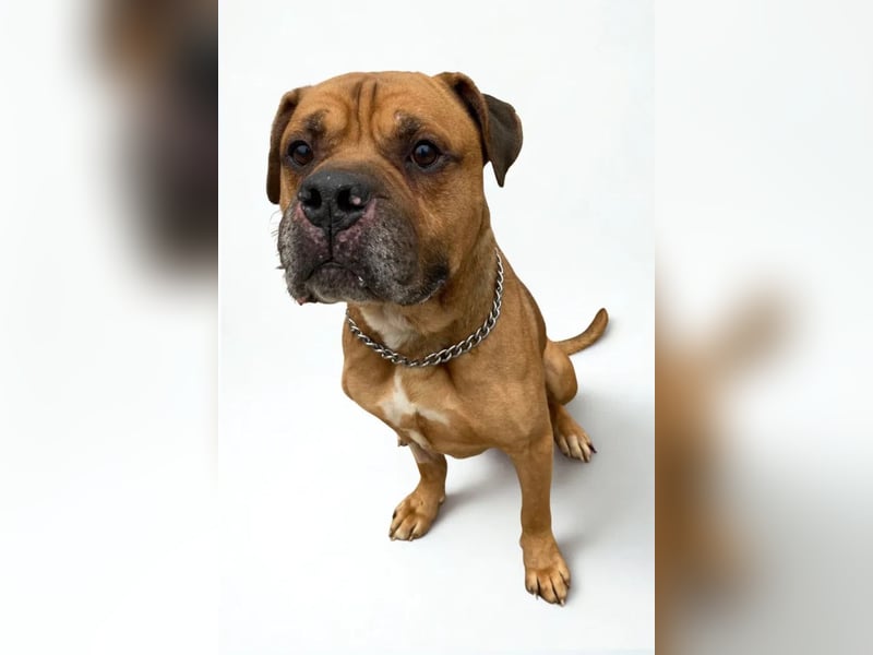 Teddy ❤️ sanfter, lieber Hundebegleiter