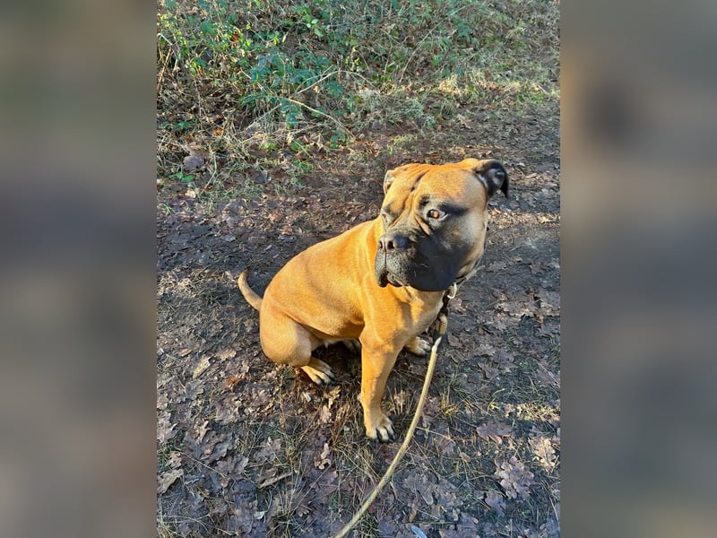 Sehr liebe, junge Bullmastiff-Hündin, 1,5 Jahre alt