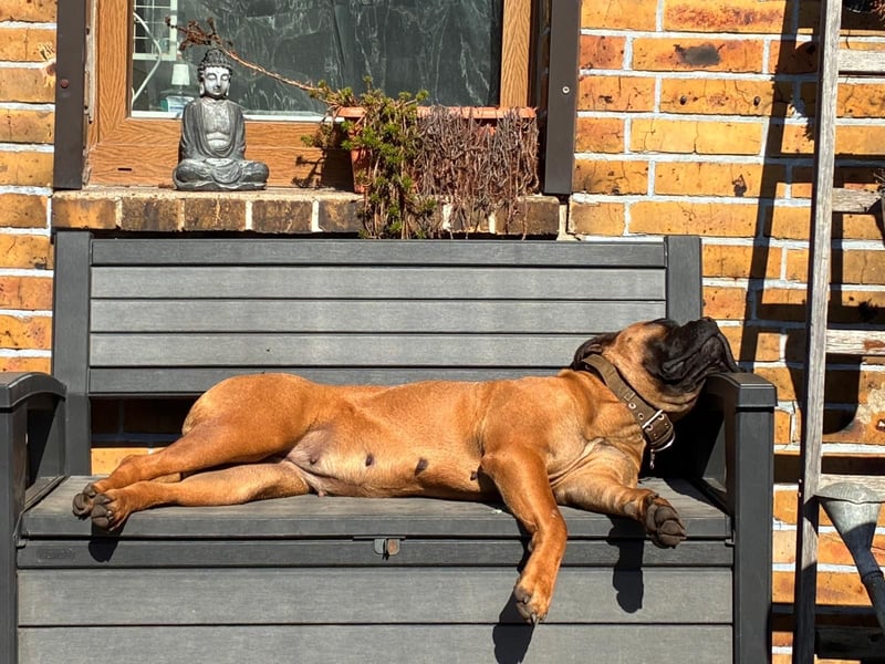 Sehr liebe, junge Bullmastiff-Hündin, 1,5 Jahre alt