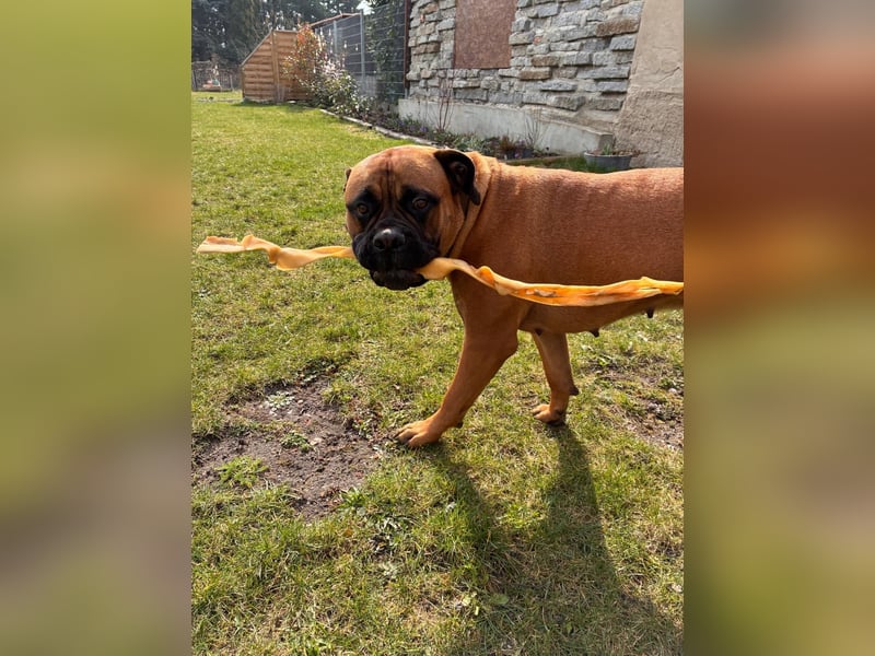 Sehr liebe, junge Bullmastiff-Hündin, 1,5 Jahre alt