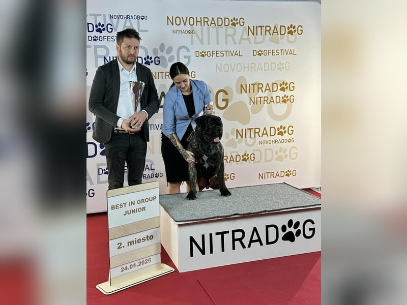 Bullmastiff Deckrüde zu verkaufen