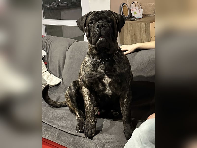 Bullmastiff Deckrüde zu verkaufen