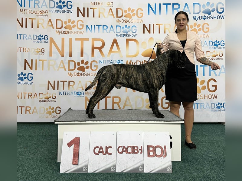 Bullmastiff Deckrüde zu verkaufen