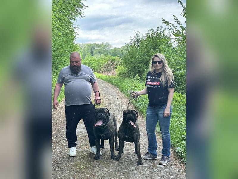 Bullmastiff Deckrüde zu verkaufen