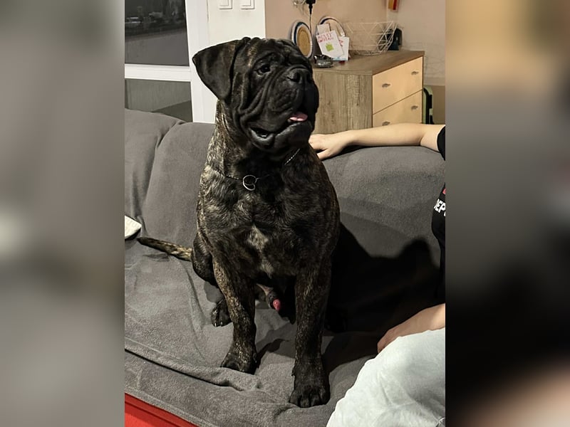 Bullmastiff Deckrüde zu verkaufen