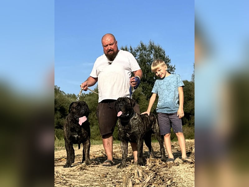 Bullmastiff Deckrüde zu verkaufen