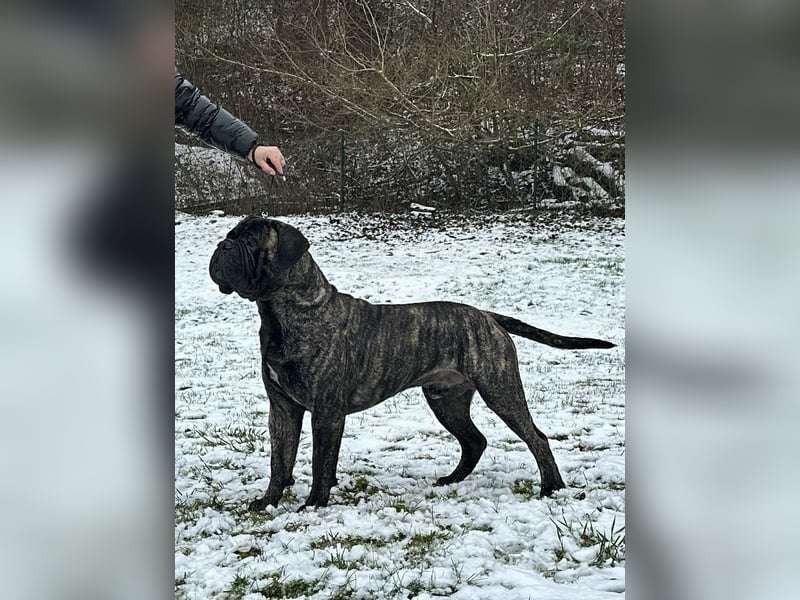 Bullmastiff Deckrüde zu verkaufen
