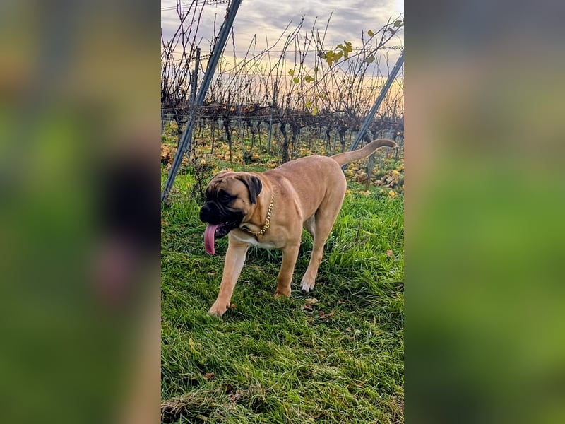 Junger Bullmastiff Rüde kastriert sucht Zuhause als Einzelprinz
