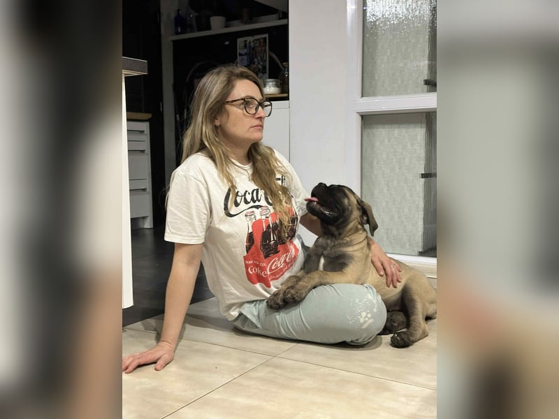 Bullmastiff welpen
