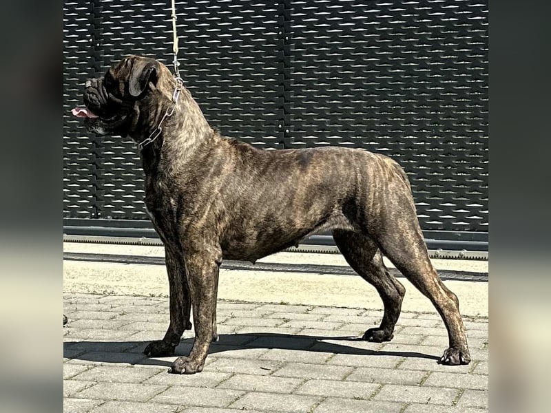 Bullmastiff-Hündin