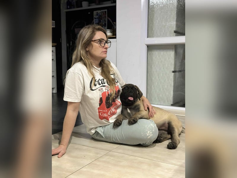 Bullmastiff welpen