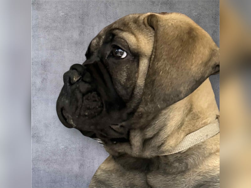 Bullmastiff welpen