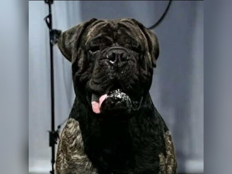 Bullmastiff welpen