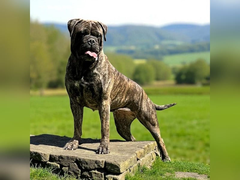 Bullmastiff-Hündin