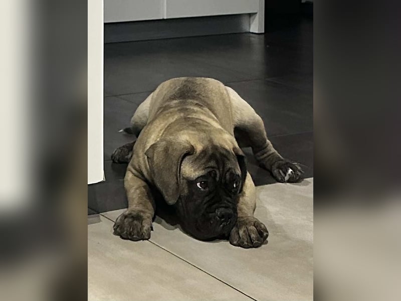 Bullmastiff welpen