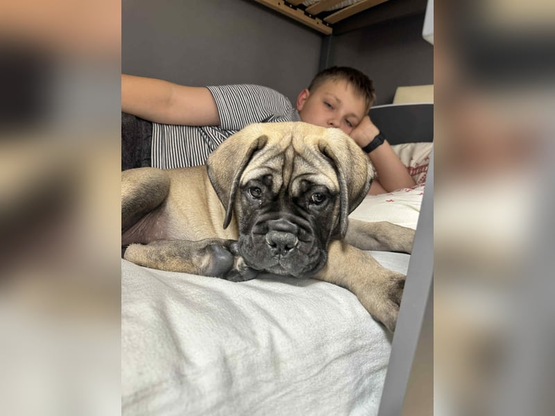 Bullmastiff welpen