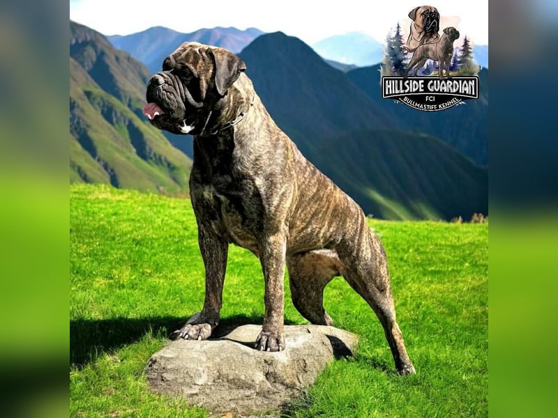 Bullmastiff-Hündin
