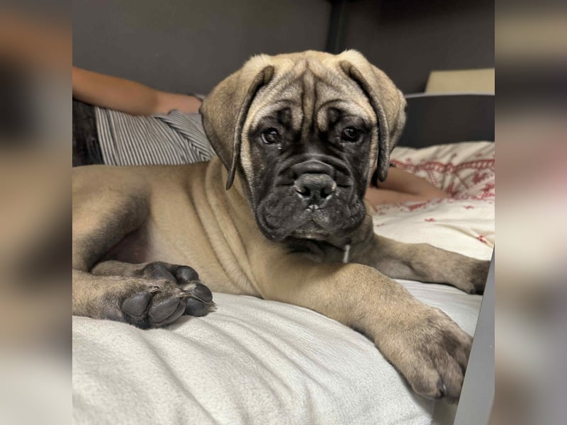 Bullmastiff welpen
