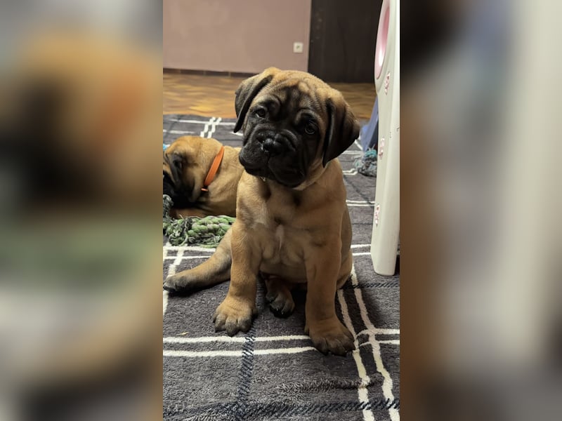 Bullmastiff Welpenplanung Herbst 2025