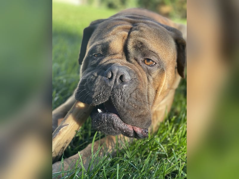 Bullmastiff Welpenplanung Herbst 2025
