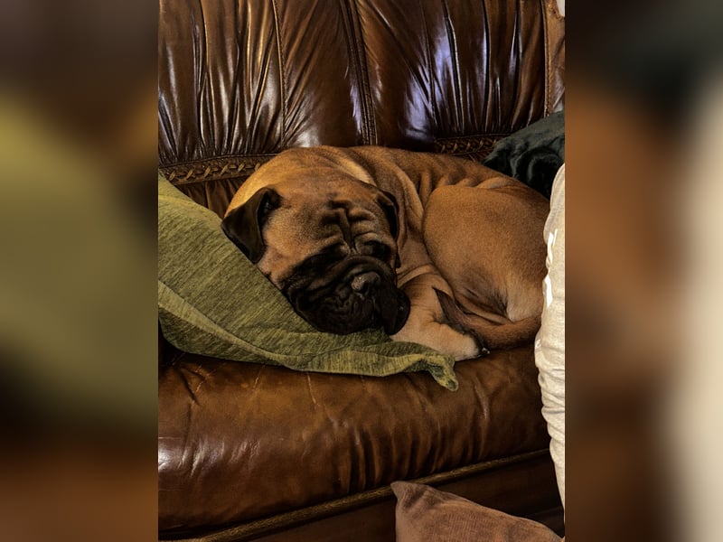 Bullmastiff Welpenplanung Herbst 2025