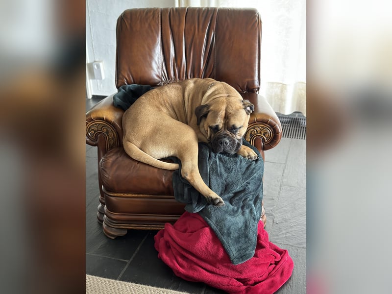 Bullmastiff Welpenplanung Herbst 2025