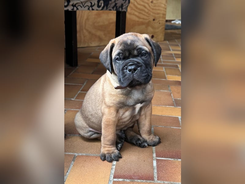 Bullmastiff Welpenplanung Herbst 2025