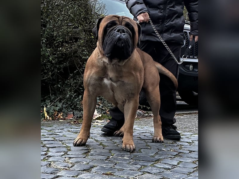 Bullmastiff Welpenplanung Herbst 2025