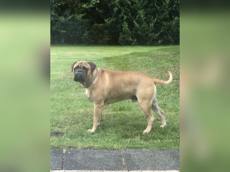 Bullmastiff Welpenplanung Herbst 2025