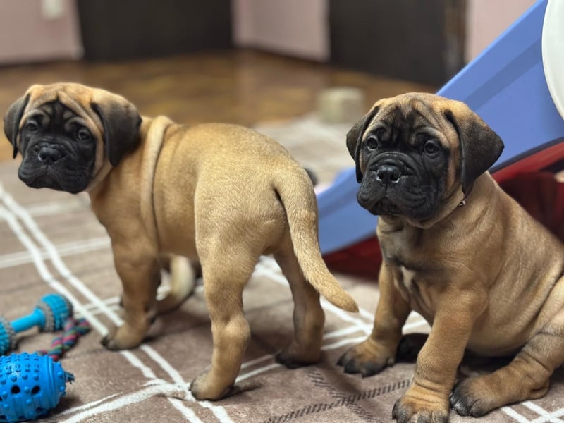Bullmastiff Welpenplanung Herbst 2025