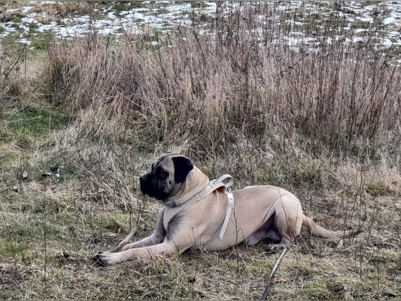 Junger Hund