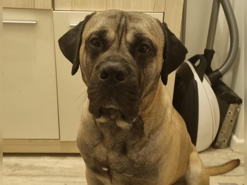 Junger Hund