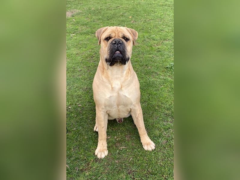 ESKO-PRIVATER NOTFALL Bullmastiff