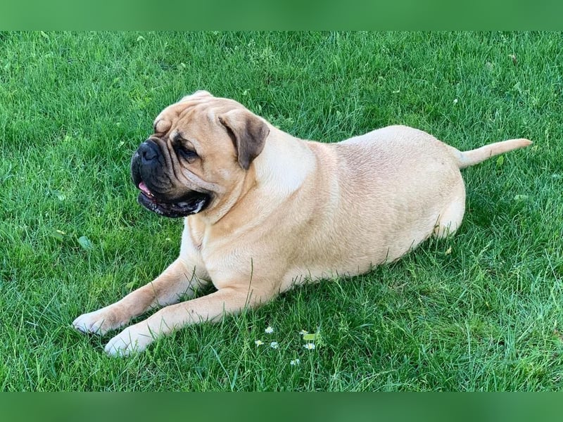 ESKO-PRIVATER NOTFALL Bullmastiff