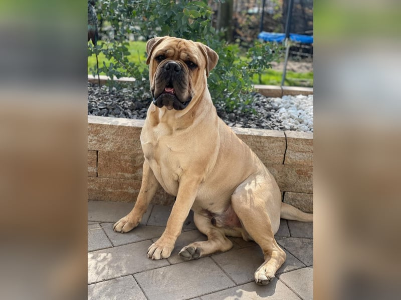 ESKO-PRIVATER NOTFALL Bullmastiff