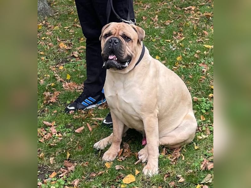 ESKO-PRIVATER NOTFALL Bullmastiff