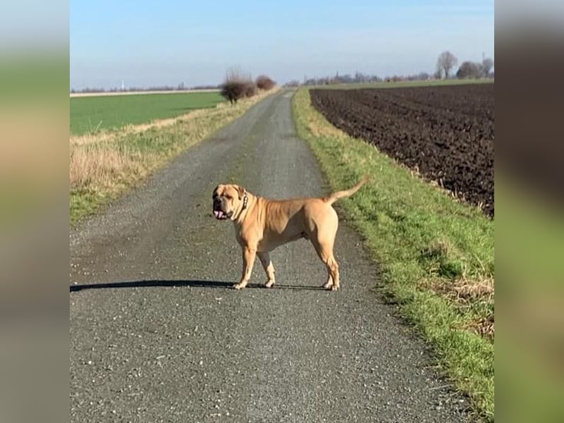 ESKO-PRIVATER NOTFALL Bullmastiff