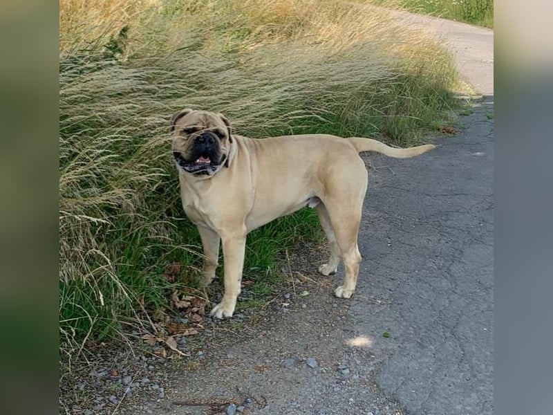 ESKO-PRIVATER NOTFALL Bullmastiff